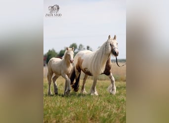 Gypsy Horse, Stallion, Foal (03/2025), Perlino