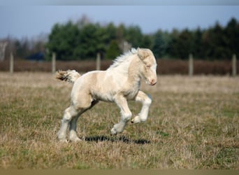 Gypsy Horse, Stallion, Foal (03/2025), Perlino