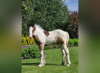 Gypsy Horse, Stallion, Foal (04/2024), Pinto