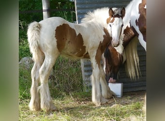 Gypsy Horse, Stallion, Foal (01/2024), Tobiano-all-colors