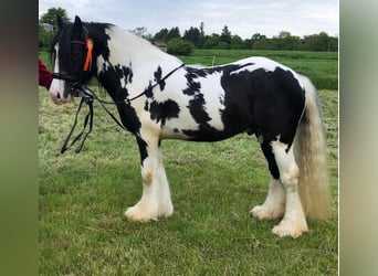 Gypsy Horse, Stallion, 5 years, 13,3 hh, Pinto