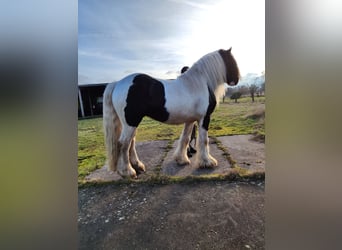 Gypsy Horse, Stallion, 5 years, 14.2 hh, Pinto