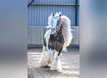 Gypsy Horse, Stallion, 10 years, 14,1 hh, Pinto