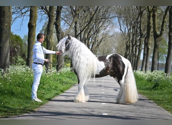 Gypsy Horse, Stallion, 10 years, 14,1 hh, Pinto