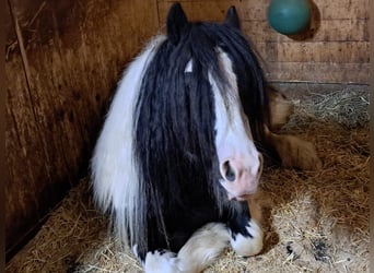 Gypsy Horse, Stallion, 7 years, 14,1 hh, Pinto