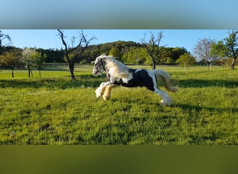 Gypsy Horse, Stallion, 7 years, 14.2 hh, Tobiano-all-colors