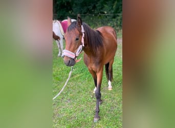 Hackney, Caballo castrado, 2 años, 128 cm, Castaño