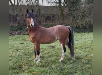 Hackney, Caballo castrado, 4 años, 125 cm, Musgo marrón