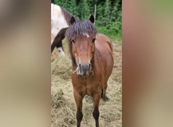 Hackney Mestizo, Caballo castrado, 7 años, 110 cm, Castaño