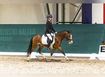 Hackney, Caballo castrado, 8 años, 125 cm, Castaño