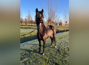 Hackney, Caballo castrado, 8 años, 125 cm, Castaño