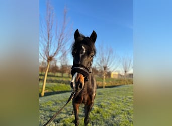 Hackney, Caballo castrado, 8 años, 125 cm, Castaño