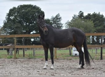 Hackney, Gelding, 17 years, 15.1 hh, Bay-Dark