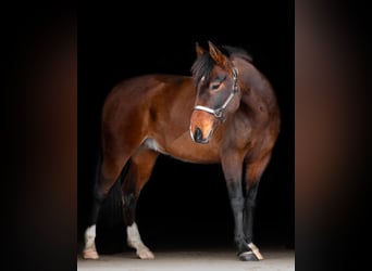 Hackney Mix, Gelding, 8 years, 16.1 hh, Bay