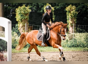 Hackney, Gelding, 9 years, 14,3 hh, Chestnut-Red