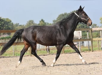 Hackney, Hongre, 18 Ans, 156 cm