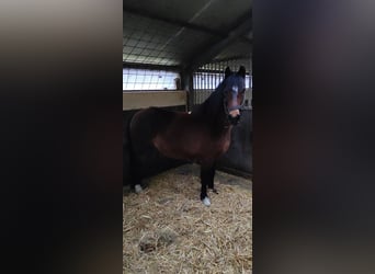 Hackney, Klacz, 13 lat, 130 cm, Gniada
