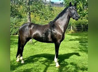 Hackney, Mare, 10 years, 15,2 hh, Black