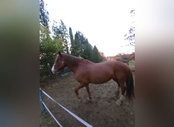 Hackney Mix, Mare, 12 years, 16 hh, Red Dun