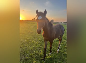 Hackney-ponny, Hingst, 1 år, Brun