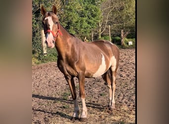 Hackney-ponny, Sto, 11 år, 133 cm, Overo-skäck-alla-färger