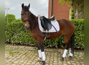 Hackney-ponny, Sto, 17 år, 135 cm, Brun