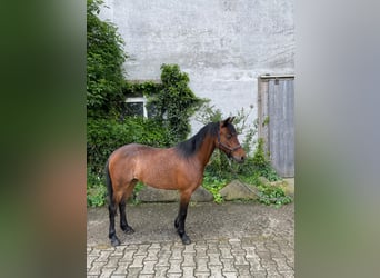 Hackney Pony, Stute, 6 Jahre, 126 cm, Brauner