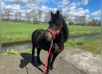 Hackney-ponny, Valack, 7 år, 126 cm, Rökfärgad svart