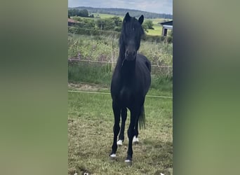 Hackney-ponny, Valack, 7 år, 140 cm, Mörkbrun