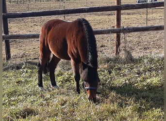 Hackney Pony, Gelding, 11 years, 11.1 hh, Brown