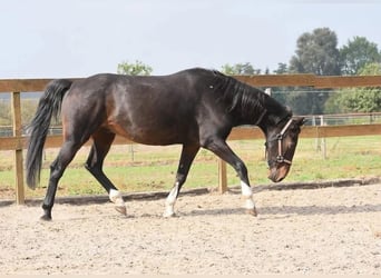 Hackney Pony, Gelding, 16 years, 15.1 hh, Bay-Dark