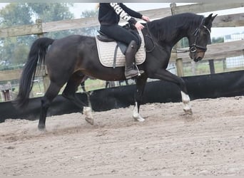 Hackney Pony, Gelding, 16 years, 15.1 hh, Bay-Dark