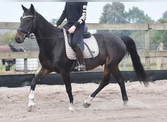 Hackney Pony, Gelding, 16 years, 15,1 hh, Bay-Dark