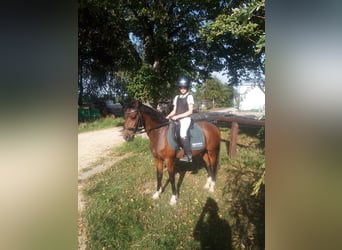 Hackney Pony, Gelding, 18 years, 13,1 hh, Brown