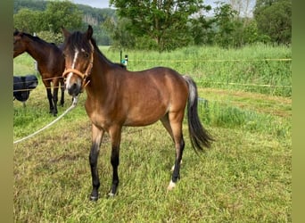 Hackney Pony, Gelding, 2 years, Brown