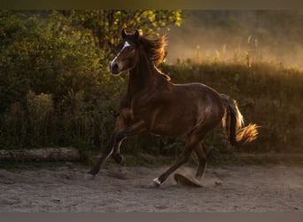 Hackney Pony, Gelding, 2 years, Brown