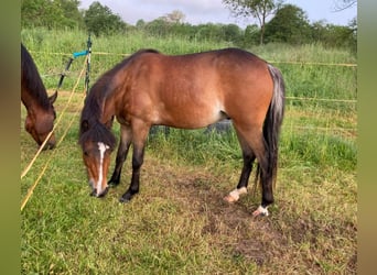 Hackney Pony, Gelding, 2 years, Brown