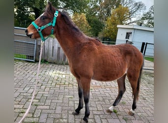 Hackney Pony, Gelding, 2 years, Brown