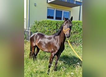 Hackney Pony, Gelding, 5 years, 13 hh, Smoky-Black