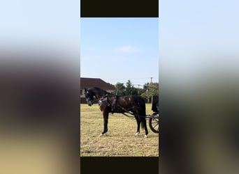 Hackney Pony, Gelding, 6 years, 14,1 hh, Black