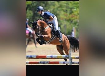 Hackney Pony, Gelding, 6 years, 14 hh, Brown