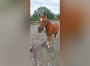 Hackney Pony, Hengst, 13 Jaar, 120 cm, Vos