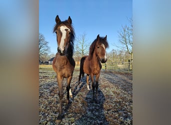 Hackney Pony, Hengst, 1 Jaar, 127 cm, Bruin