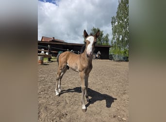 Hackney Pony Mix, Hengst, Veulen (05/2026), 133 cm, Bruin