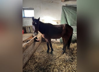 Hackney Pony Mix, Mare, 15 years, 13.2 hh, Brown