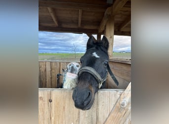 Hackney Pony, Mare, 19 years, 13,1 hh