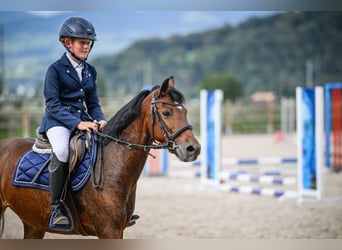 Hackney Pony, Merrie, 10 Jaar, 133 cm, Bruin