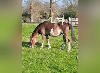 Hackney Pony, Merrie, 11 Jaar, 133 cm, Overo-alle-kleuren