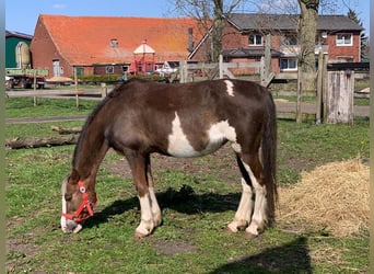 Hackney Pony, Merrie, 11 Jaar, 135 cm, Tobiano-alle-kleuren