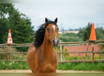 Hackney Pony, Merrie, 14 Jaar, 120 cm, Brauner